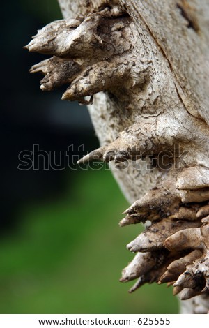 Strange growth formation on tree stem