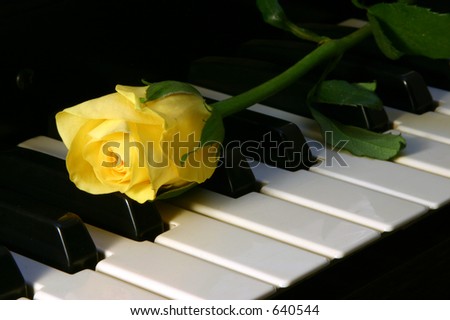 Yellow rose on top of piano