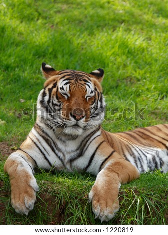 Tiger lying on grass with eyes closed