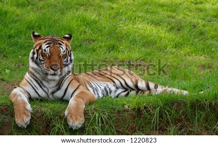 Tiger lying on grass with eyes closed