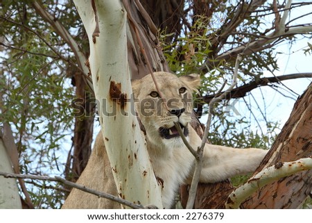 Female african lion in climbing tree showing teeth