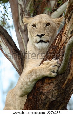 Female african lion in tree looking to the right