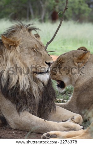 Male and female lion resting with lots of flies (focus on female)