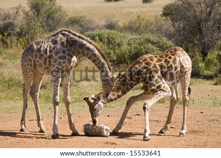 Two beautiful giraffe bending down to lick some salt