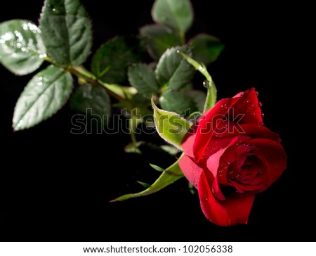 Single red rose with dew drops isolated on black background