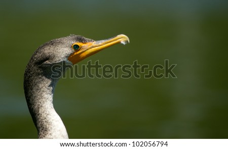 Photo of double crested cormorant taken at Goldenwest Park in Huntington Beach, California