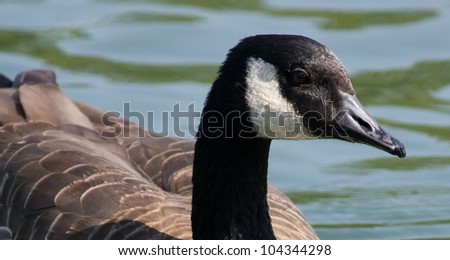 Branta Canadensis is a wild goose which is native to arctic and temporate regions of North America. Photo taken in Huntington Beach, California