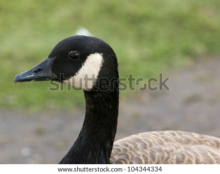 Branta Canadensis is a wild goose which is native to arctic and temporate regions of North America. Photo taken in Huntington Beach, California