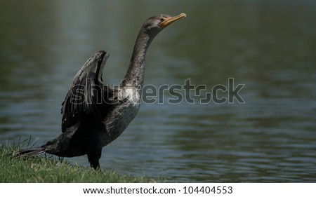 Phot of double crested cormorant taken at Goldenwest Park in Huntington Beach, California