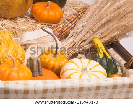 Basket with pumkins, gourds, acorn squash,  Indian Corn, and wheat stalks.  Isolated on white background with light shadow
