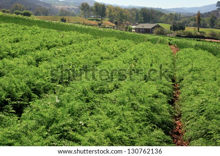 Rows of agriculture on farm with farm house in the background