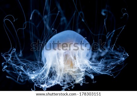 Abstract jelly fish background