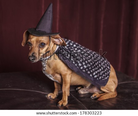 Cute Chiweenie dog dressed as witch with hat and cape for Halloween