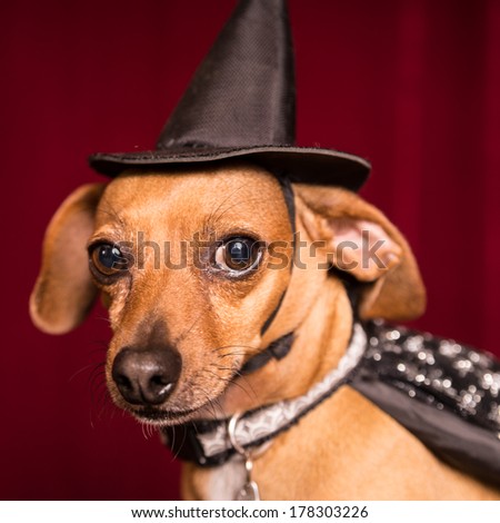 Cute Chiweenie dog dressed as witch with hat and cape for Halloween