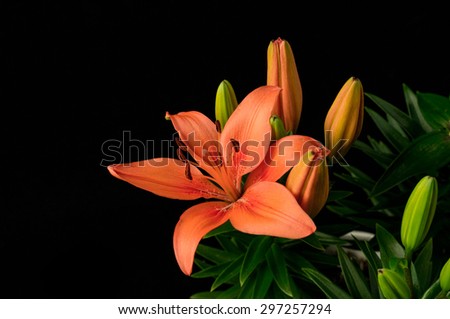 Blooming Spring Lilies Isolated on black background