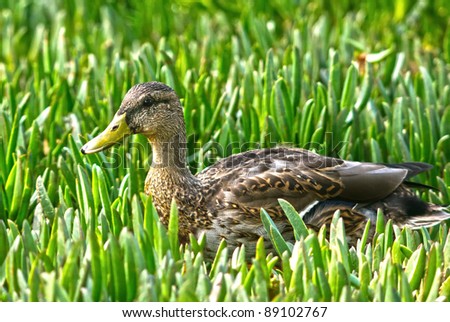 Female Mallard Duck profile image. Photo taken in Huntington Beach, California