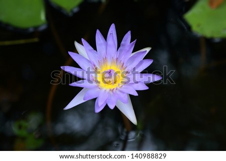 purple lotus flower in the river