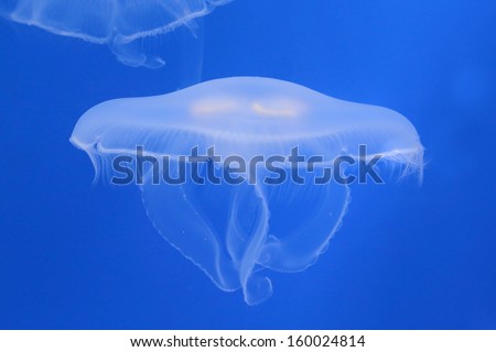 Moon Jellyfish In Blue Water
