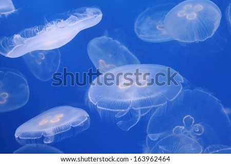 moon jellyfish in the water