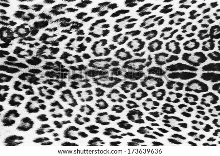 Background Of Black And White Leopard Skin