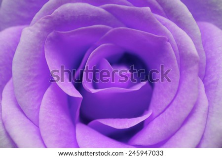 macro image of purple rose