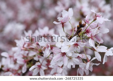 background of pink cherry blossom or sakura flower in japan