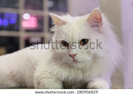 white persia cat