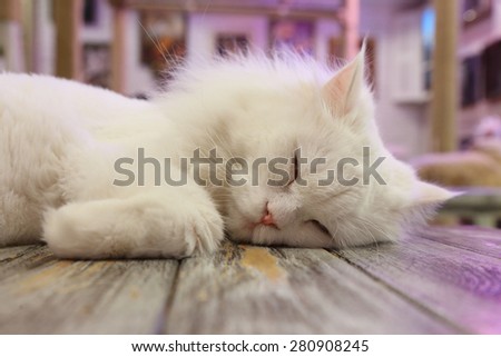 sleeping persia cat