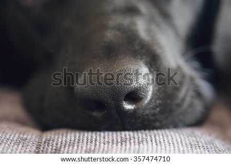 close-up shot of black labrador dog nose