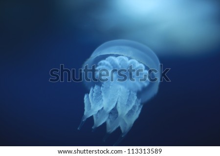 Beautiful sea jellyfish floating in the dark water aquarium