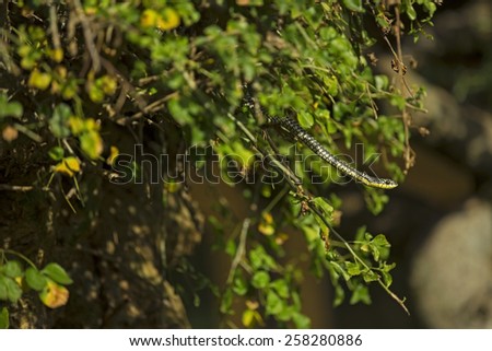 snake crawling on a tree in the jungle of Africa