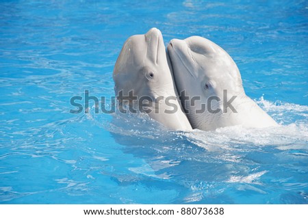 two whales swimming together in the blue water of the pool