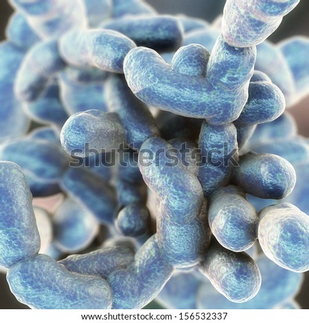 Coccus Bacteria Clostridium perfringens Coccus Bacteria Clostridium perfringens