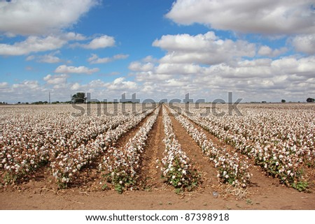 Rows of Cotton Crops on Texas Farm