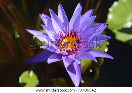 stand alone purple lotus blooming in lagoon