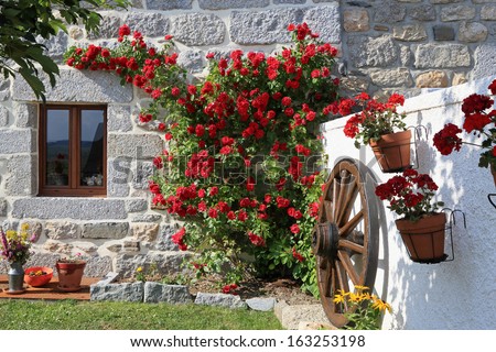 Beautiful Roses And Cart Wheel In Front Of An Old House
