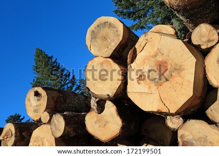 wood industry stacked trunks in forest
