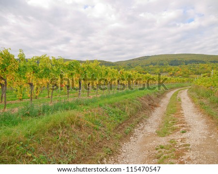 A vineyard in fall