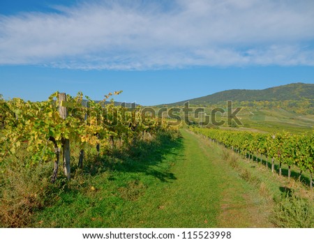 Pfaffstätten, Lower Austria: A vineyard in the fall time