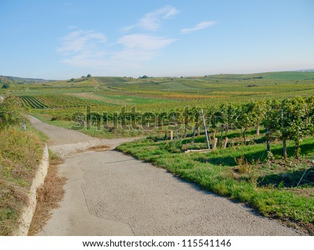 A vineyard in the fall time