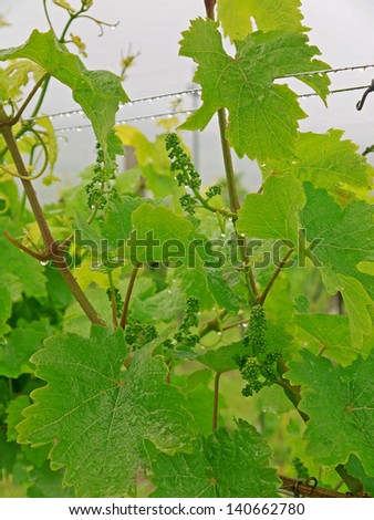 Vine leaves in the rain