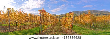 Pfaffstaetten, Lower Austria: A vineyard in the fall time
