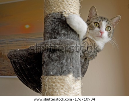 A cat on a scratching post.