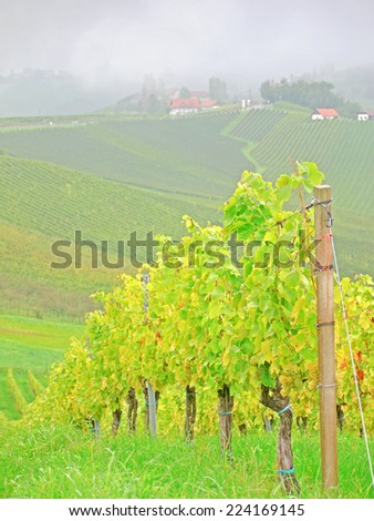 A vineyard in the fall time.