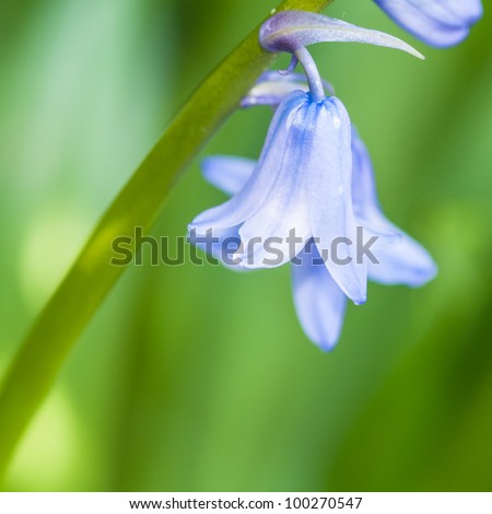 The bluebells are just in time for spring.