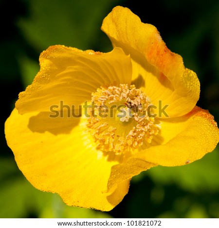 A close-up shot of a yellow poppy flower.