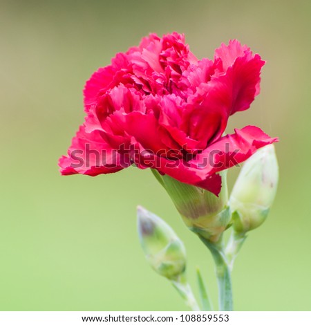 A red carnation starts to bloom.