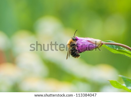 A bee enjoys extracting pollen from a great willowherb bloom.