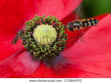 Two insects share a poppy for pollen collection.