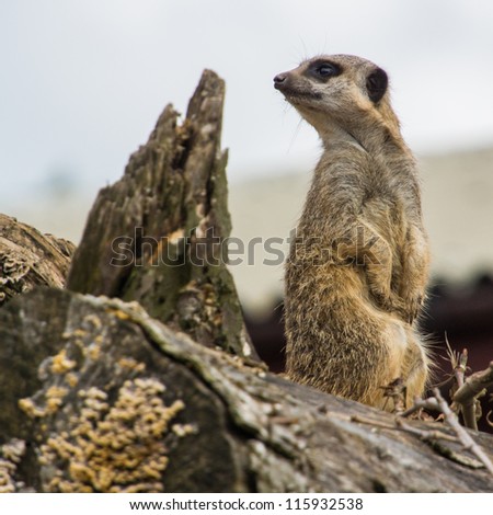 A meerkat stays alert for danger.